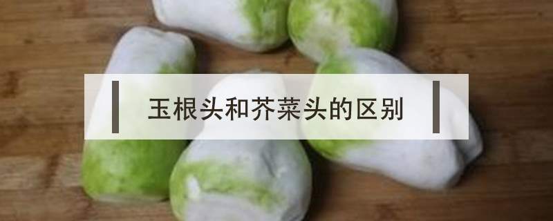 玉根头有什么营养 玉根头和芥菜头的区别